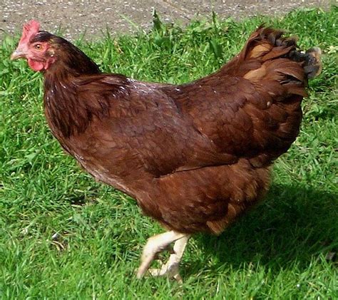 Chicken Pics: Photos of Popular Chicken Breeds (and all things Chicken ...