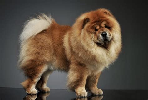 Top 16 Haircuts For The Magnificent Chow Chow - The Goody Pet