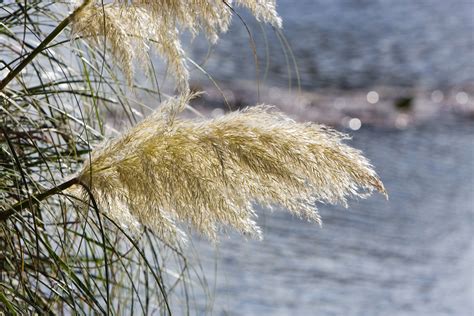 Pampas Grass Free Stock Photo - Public Domain Pictures