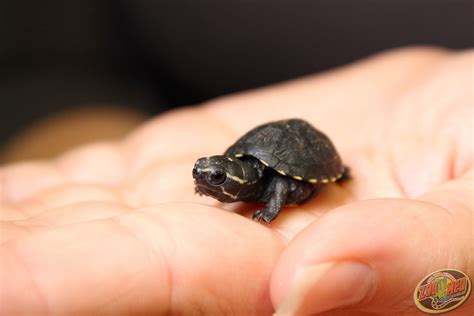 Our new baby Striped Mud Turtle (Kinosternon baurii)! Hatched here at Zoo Med Labs: January 21st ...