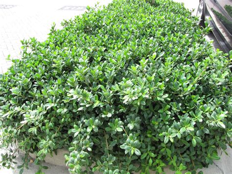 Ficus green island - Acacia LLC