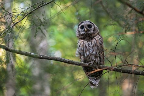 Barred Owl Fledgling | Sean Crane Photography