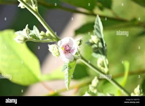 Marshmallow plant hi-res stock photography and images - Alamy