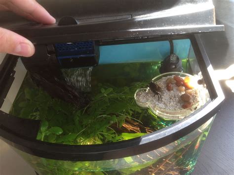 Homemade island for aquariums with land-dwellers (I.E. fiddler crabs ...