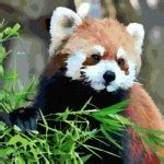Red panda. Free cross stitch pattern – Better Cross Stitch