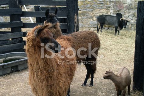 Barnyard Scene Stock Photo | Royalty-Free | FreeImages