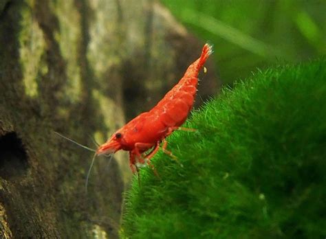 5 Live Sakura Fire Red Cherry Shrimp (Neocaridina Davidi) - Breeding ...