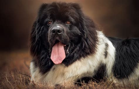 Newfoundland Dogs Wallpapers - Wallpaper Cave