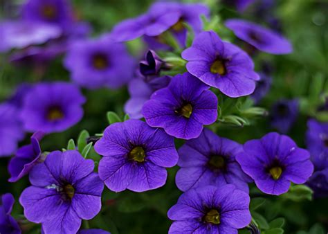 Purple Flowers · Pexels · Free Stock Photos