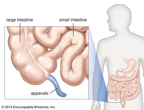 Large Intestine Diagram