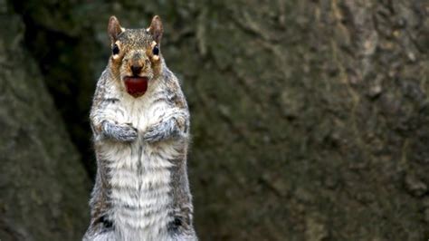 Squirrel - Squirrel (programming language) - JapaneseClass.jp