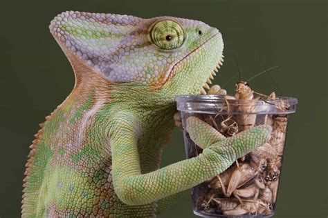 What Does A Jackson Chameleon Eat? - ReptileStartUp.com