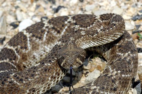 Animal Pictures: Diamondback Snake