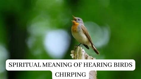 Spiritual Meaning Of Hearing Birds Chirping - Means That Your Angels ...