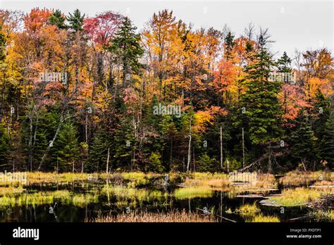 Beaver Pond Green Mountain National Forest, Vermont, USA Stock Photo ...