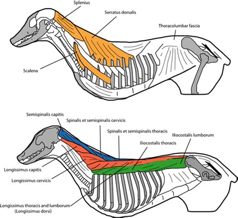 Comparative functional anatomy of the epaxial musculature of dogs ...