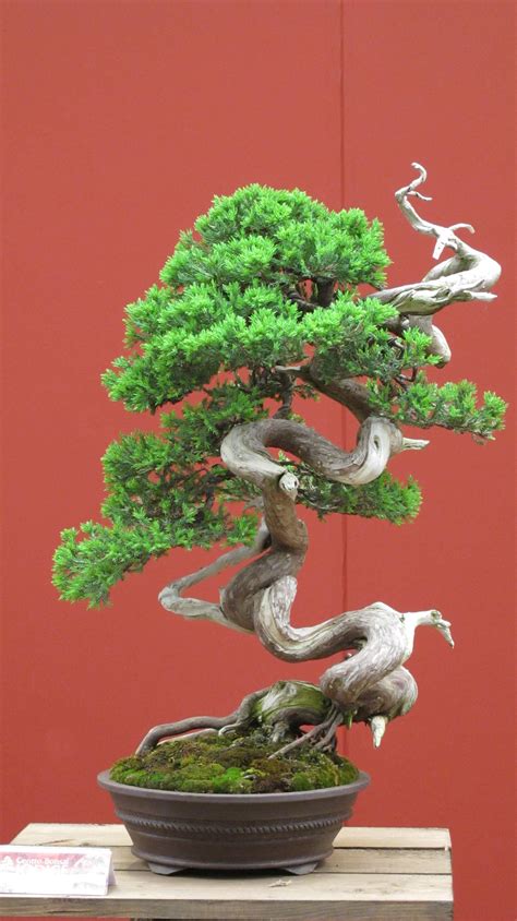 37+ Best Indoor Bonsai Background - Hobby plan