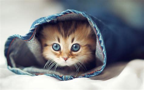 Really Cute Animal Wallpapers - Top Free Really Cute Animal Backgrounds - WallpaperAccess