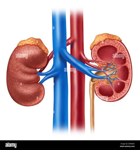 Kidney Cross Section Diagram