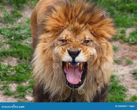 Lion Roar Royalty Free Stock Photos - Image: 5086828