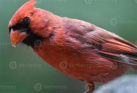 Picture Perfect Cardinal Bird Up Close and Personal 9552367 Stock Photo ...