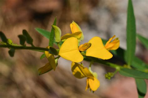 Crotalaria Poisoning in Horses - Symptoms, Causes, Diagnosis, Treatment, Recovery, Management, Cost