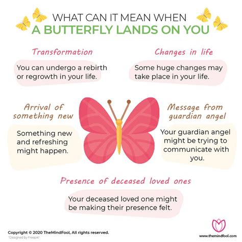 What is Butterfly symbolism? What Does It Mean When a Butterfly Lands ...