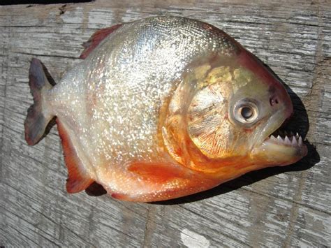 What Do Piranhas Look Like | vlr.eng.br