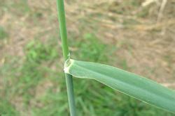 Phalaris aquatica