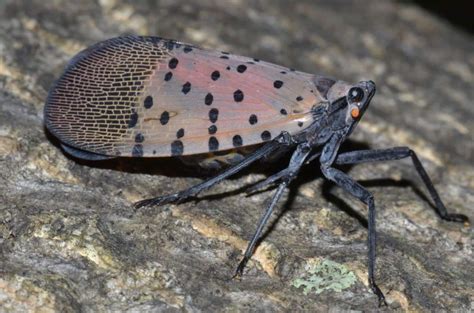 Spotted Lanternfly FAQ: From Stages to Fun Facts