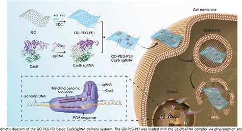 Figure 1 from Graphene oxide-mediated Cas9/sgRNA delivery for efficient ...