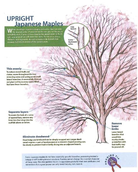 Pruning Japanese Maples | High Hand | Pruning japanese maples, Japanese maple tree, Japanese maple