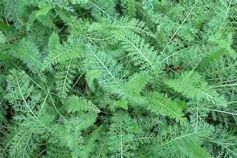 YARROW: Properties, Uses and Benefits - Freak of Natural