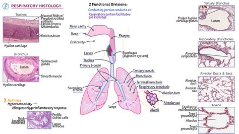 General Biology: Respiratory Histology | ditki medical & biological ...