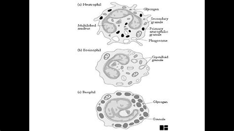 What are Granulocytes ?? - YouTube