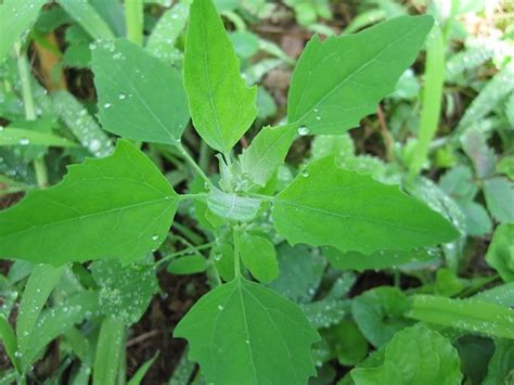 Edible Weeds: 20 Common Weeds You Can Eat | The Old Farmer's Almanac