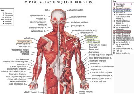 Human&Animal Anatomy and Physiology Diagrams: Lower Back Anatomy ...