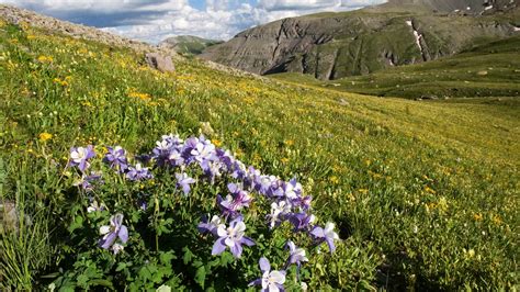 Best places to see Colorado wildflowers bloom