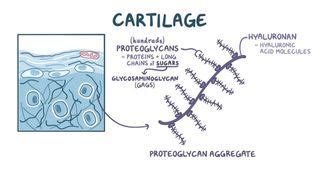 Perichondrium: What Is It, Location, Function, Most Important Facts, and More | Osmosis