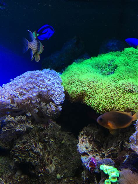 Free Images : water, underwater, colorful, coral reef, aquatic plants, organism, marine biology ...