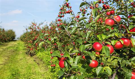 Celebrations in Himachal Pradesh as growers complete 100 years of producing apples | India News ...