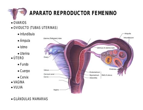 Histología de aparato reproductor femenino