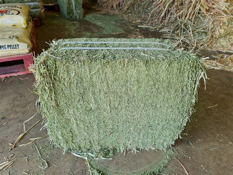 Lucerne Hay Bale COMPRESSED | Wanneroo Stock Feeders