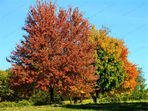 Colors of Fall in Pennsylvania