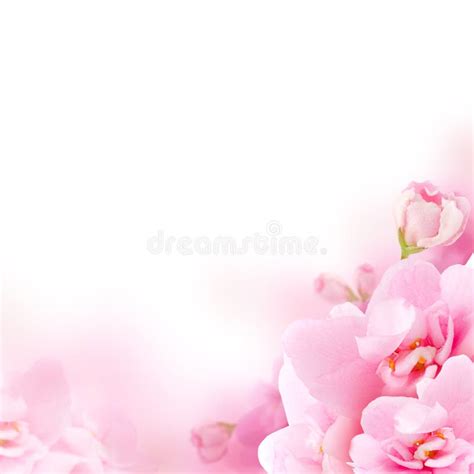 Blossom - Pink Flower, Floral Background Stock Photo - Image of concept ...