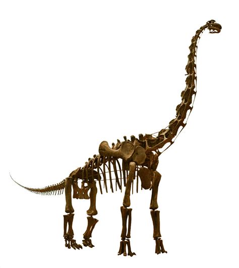 brachiosaurus | Brachiosaurus skeleton on display outside Ch… | Flickr