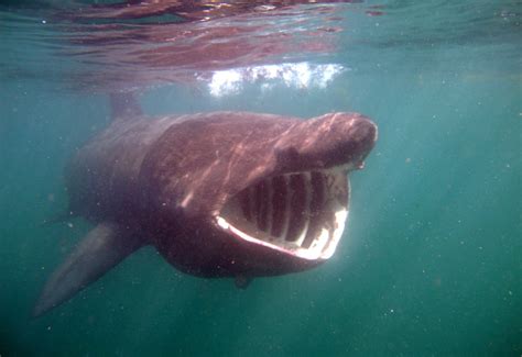 Basking Shark Mouth - Japanese Lesbian