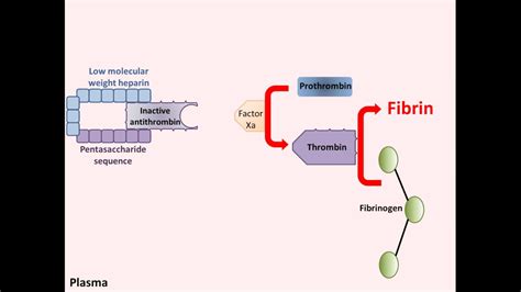 Heparin - Mechanism of Action - YouTube