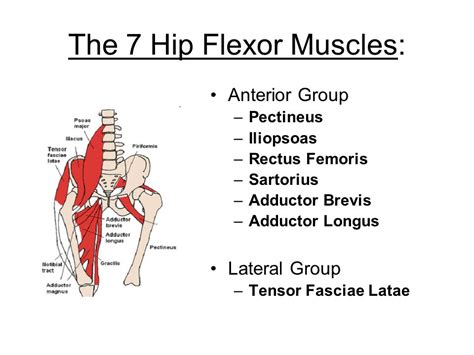 Hip flexor group