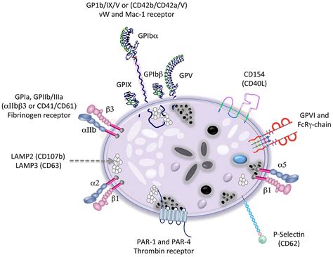 Platelet Structure Diagram